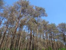 Żery osnui i borecznikowca rudego w Nadleśnictwie Kolumna.